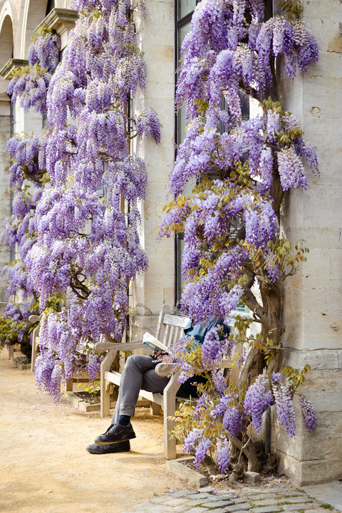 A person sits on a wooden bench in a stone courtyard, surrounded by abundant hanging purple wisteria flowers and green leaves against a light stone building.