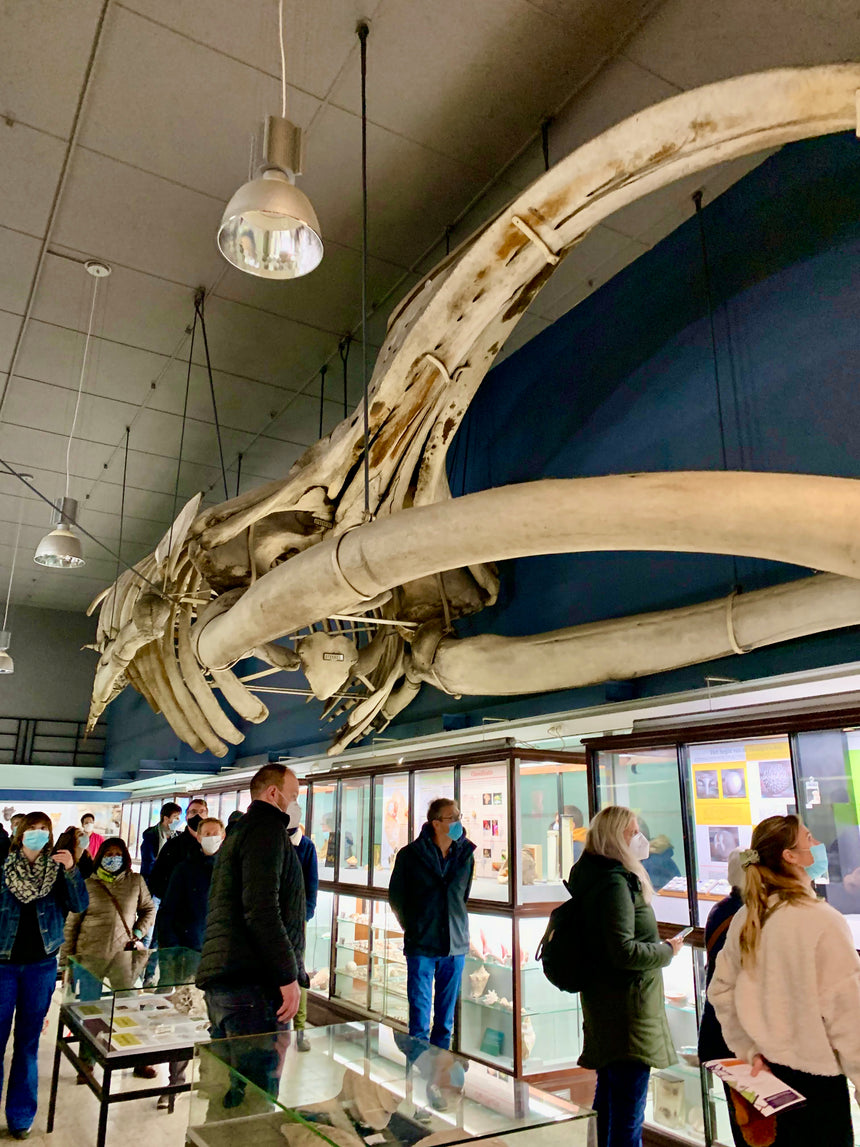 Whale Skeleton Over Your Head: Museum of Zoology