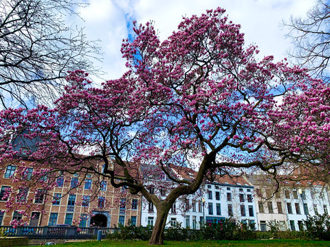 A beautiful spot of Leuven